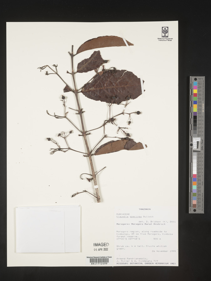 Kraussia speciosa image
