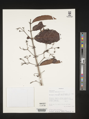 Kraussia speciosa image