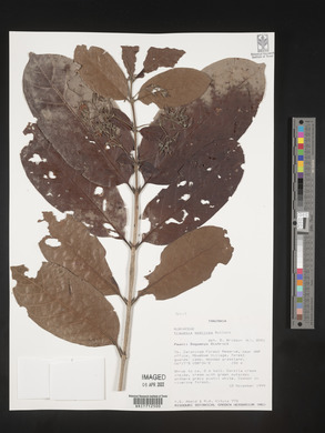 Kraussia speciosa image