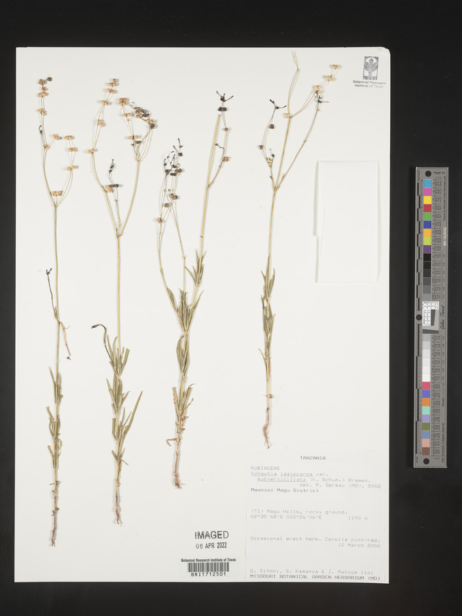 Kohautia subverticillata image