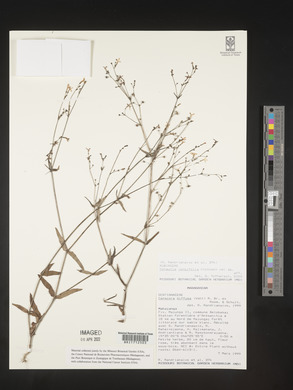 Cordylostigma longifolium image