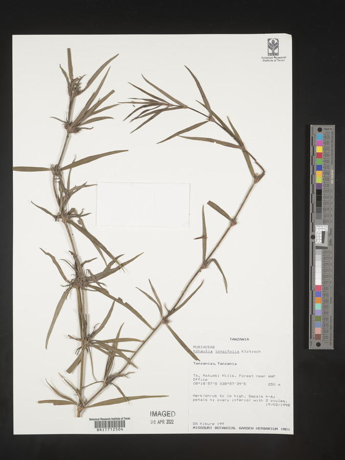 Cordylostigma longifolium image