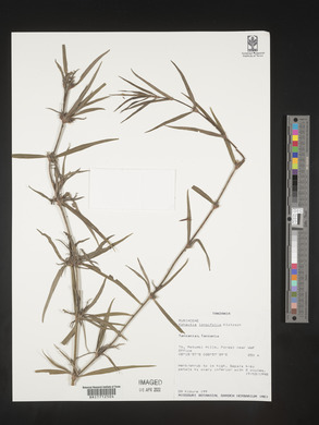 Cordylostigma longifolium image