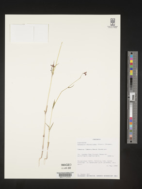 Media resource of Cordylostigma obtusilobum