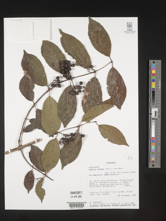 Keetia venosa image