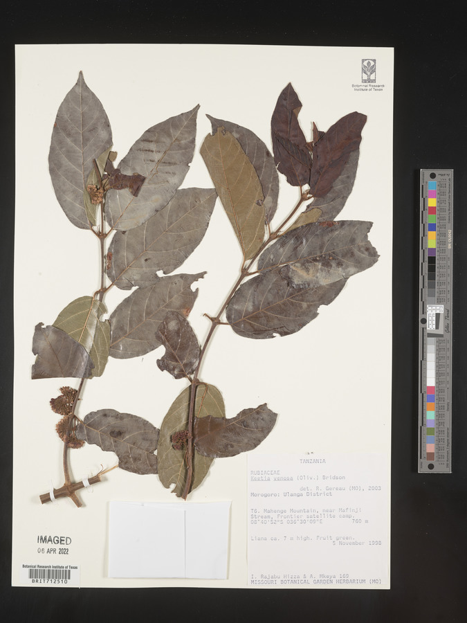 Keetia venosa image