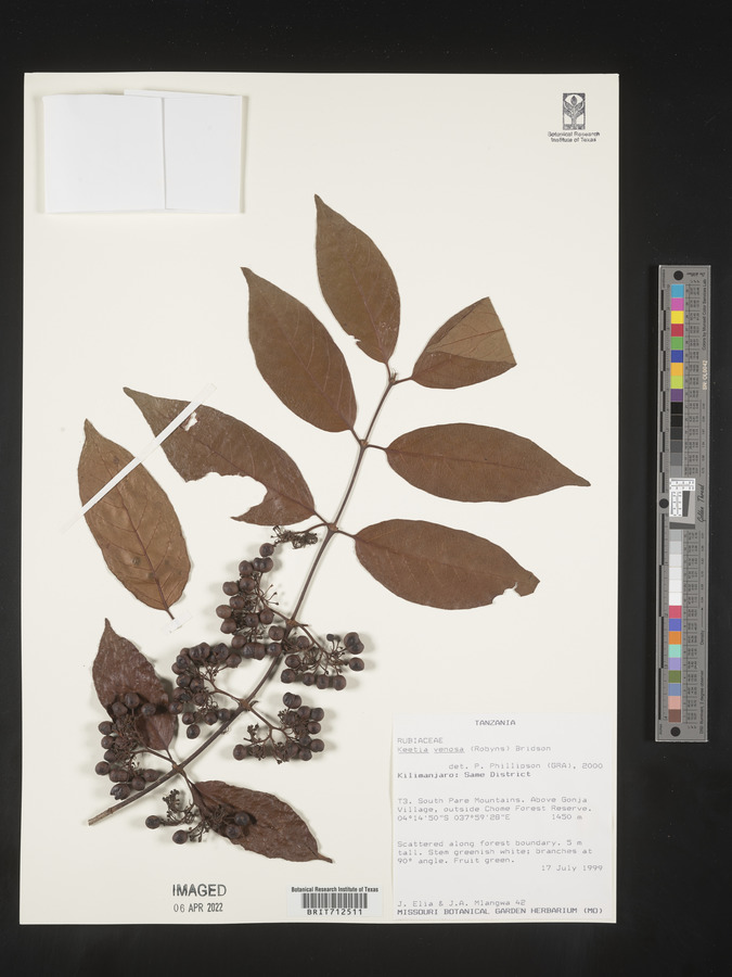 Keetia venosa image
