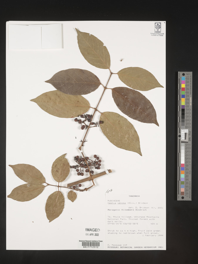Keetia venosa image