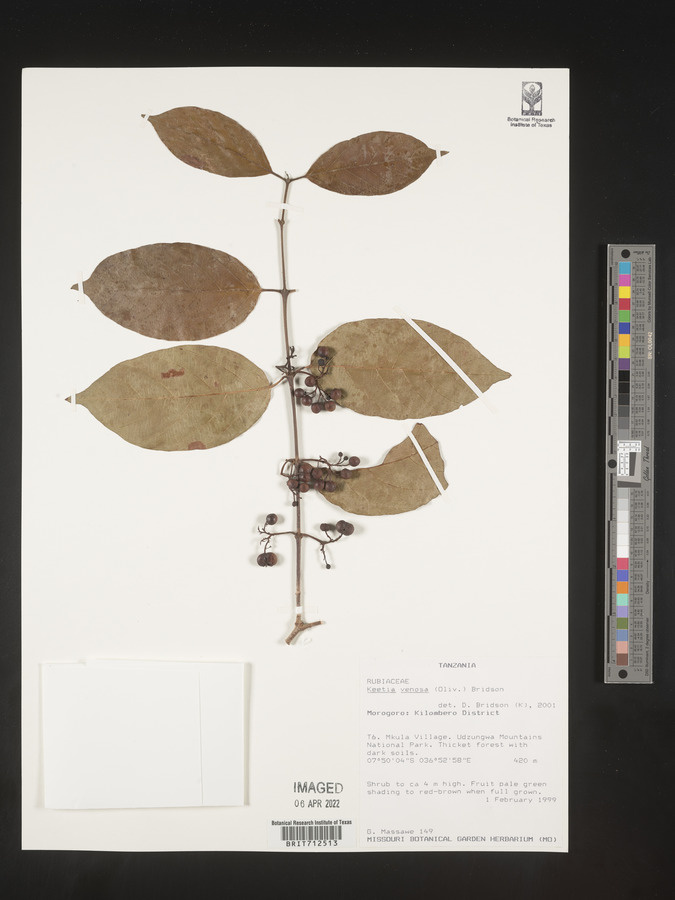 Keetia venosa image