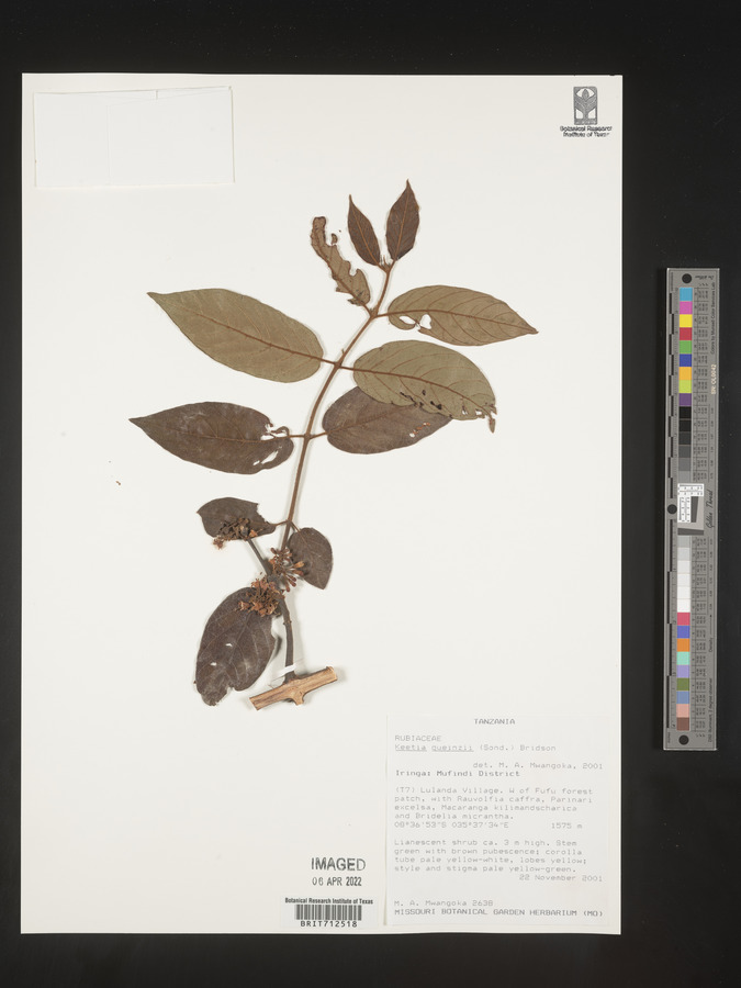 Keetia gueinzii image