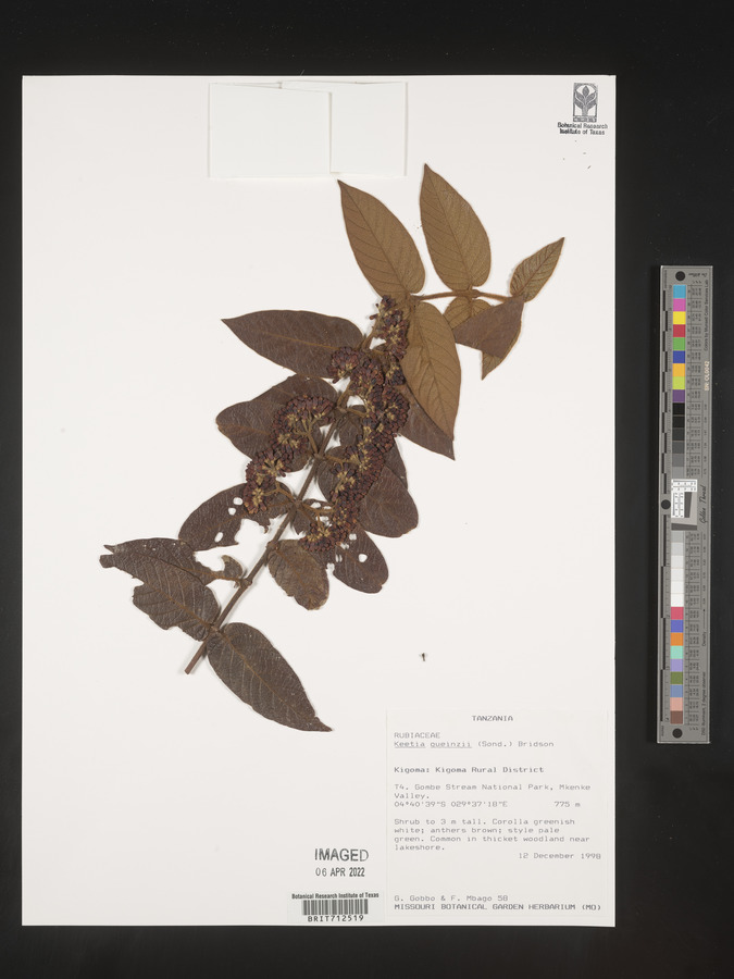 Keetia gueinzii image