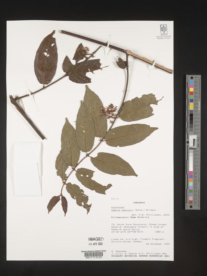 Keetia gueinzii image