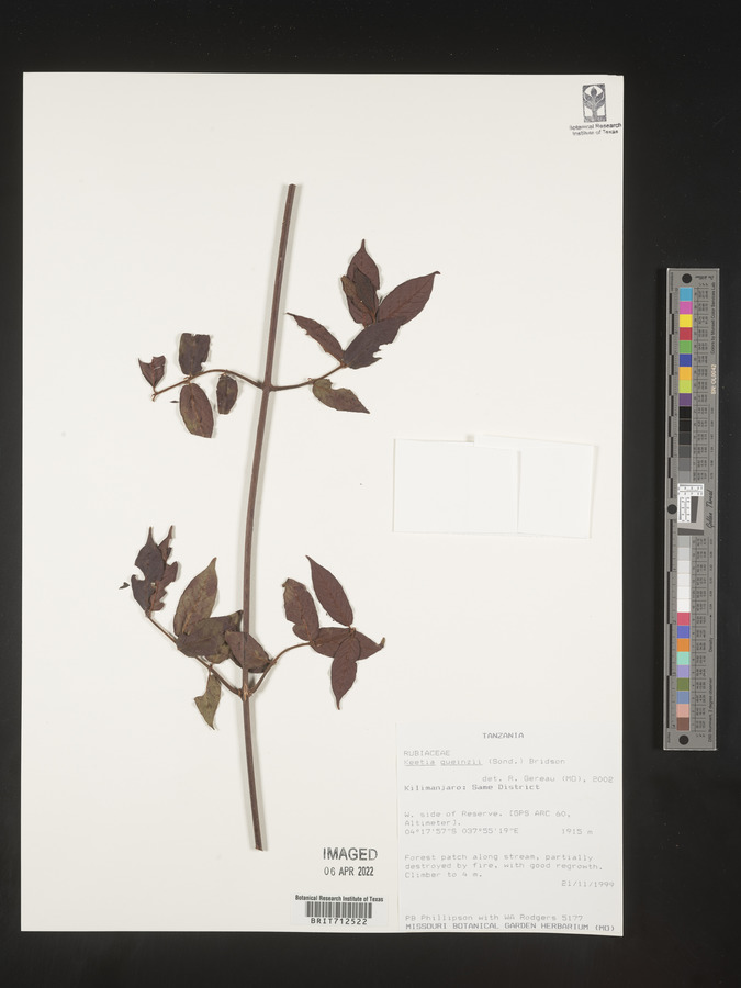 Keetia gueinzii image