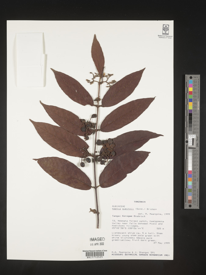 Keetia gueinzii image