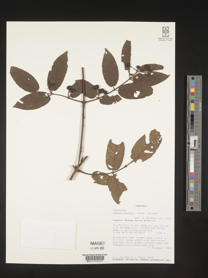 Keetia gueinzii image
