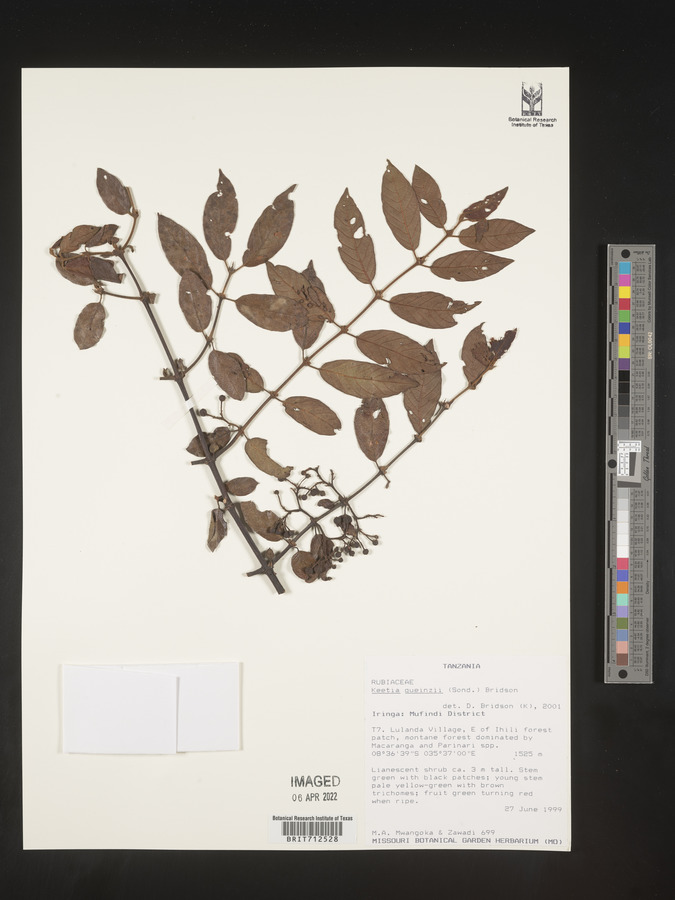Keetia gueinzii image