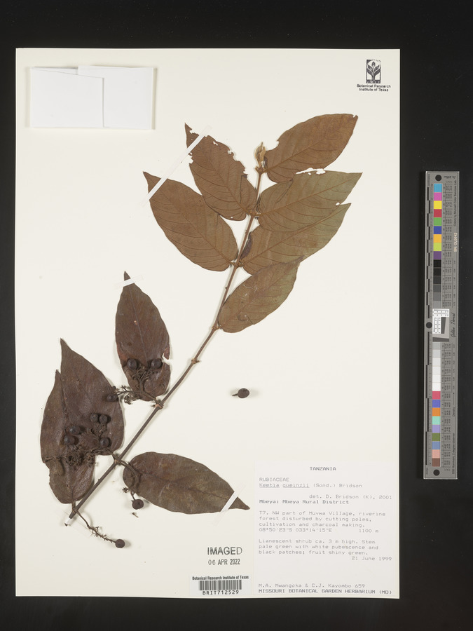 Keetia gueinzii image