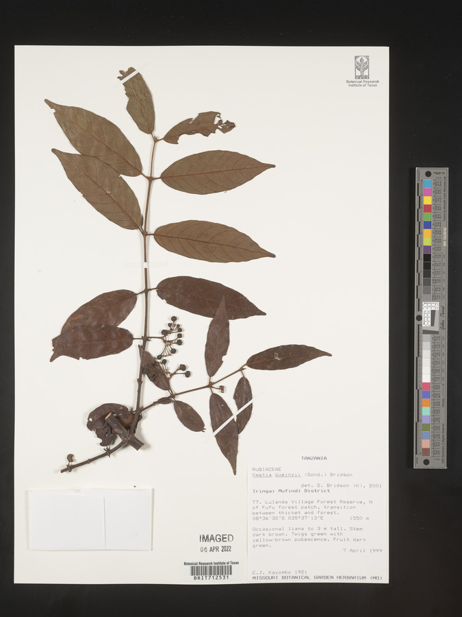 Keetia gueinzii image