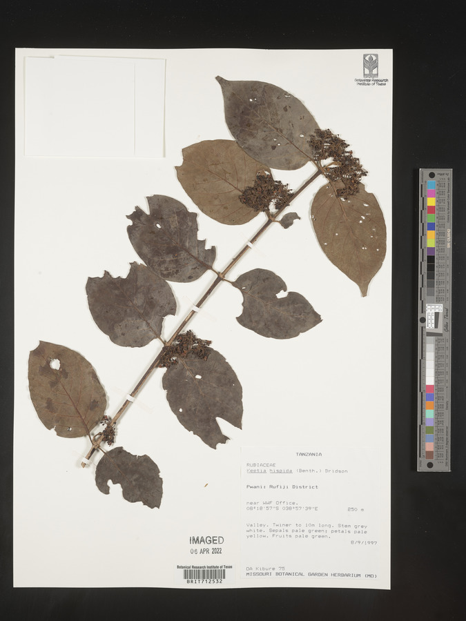 Keetia hispida image
