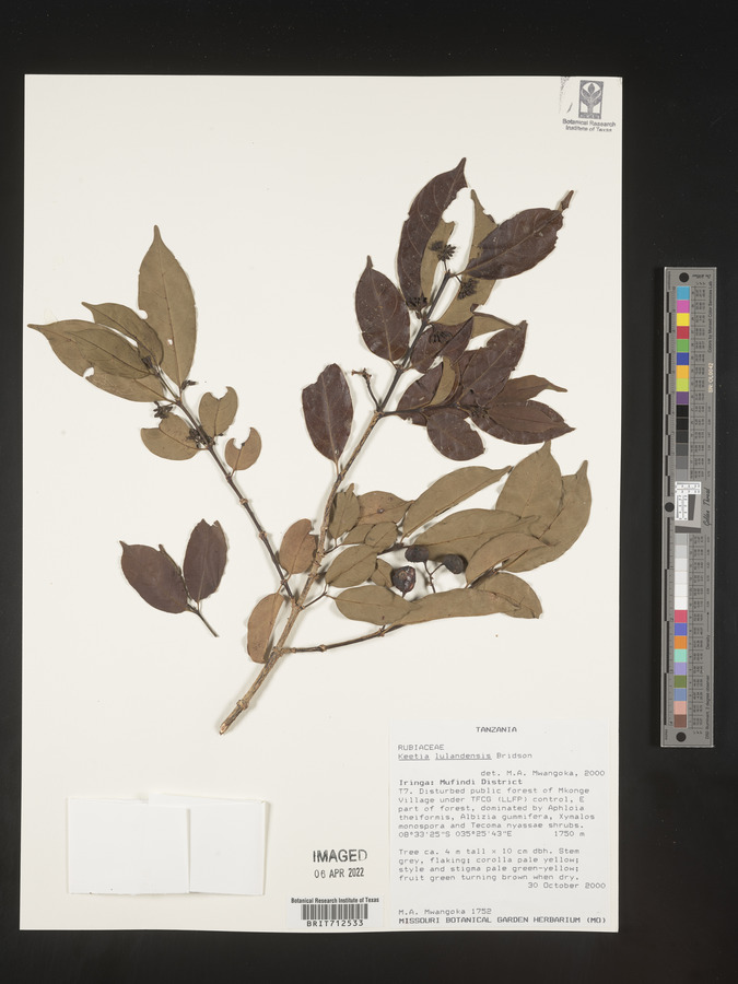 Keetia lulandensis image
