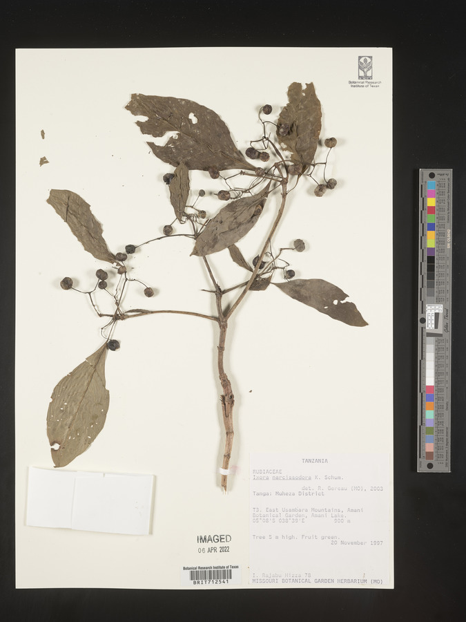 Ixora narcissodora image