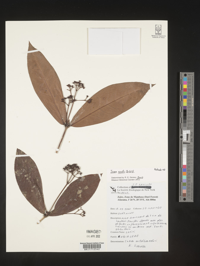 Ixora seretii image