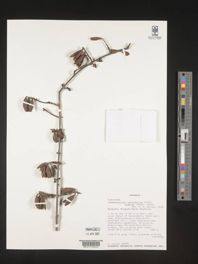 Hymenodictyon parvifolium subsp. scabrum image