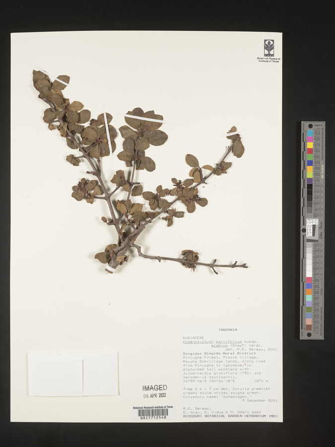 Hymenodictyon parvifolium subsp. scabrum image