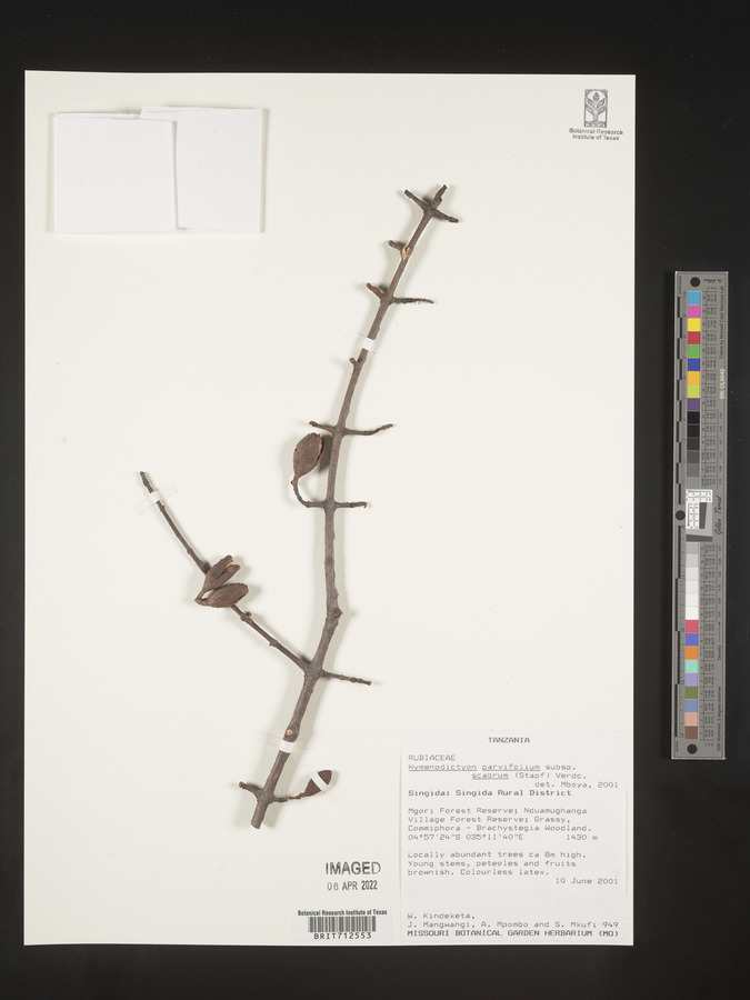 Hymenodictyon image