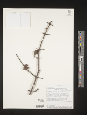 Hymenodictyon parvifolium image