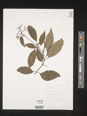 Pavetta holstii image