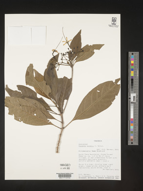 Pavetta holstii image