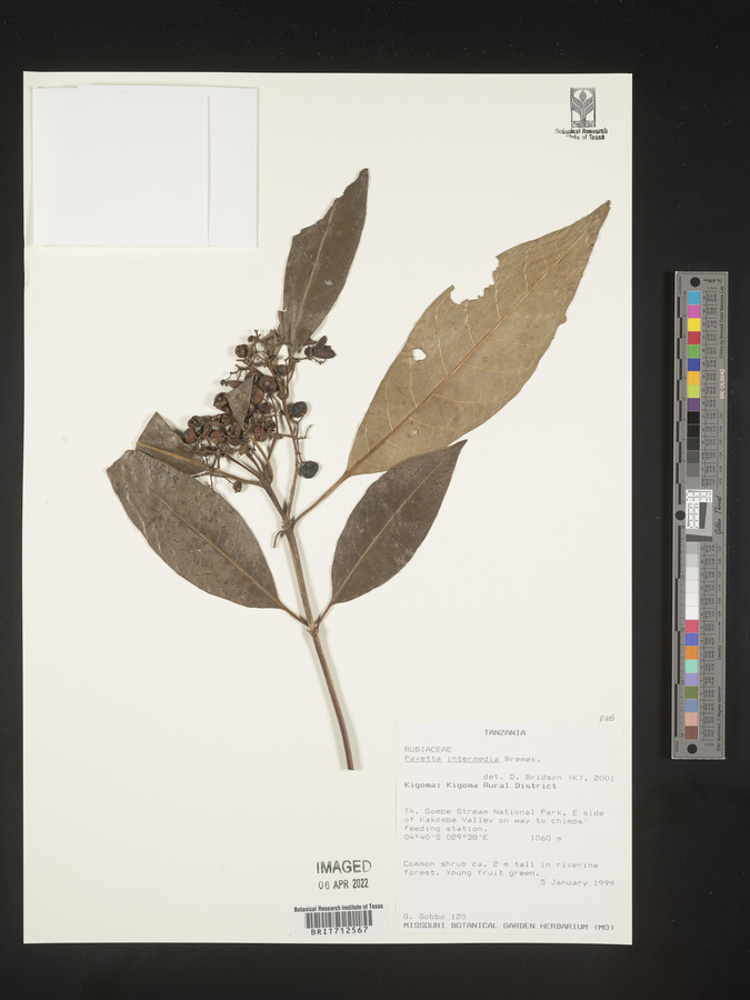 Pavetta intermedia image