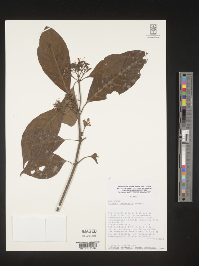 Pavetta intermedia image