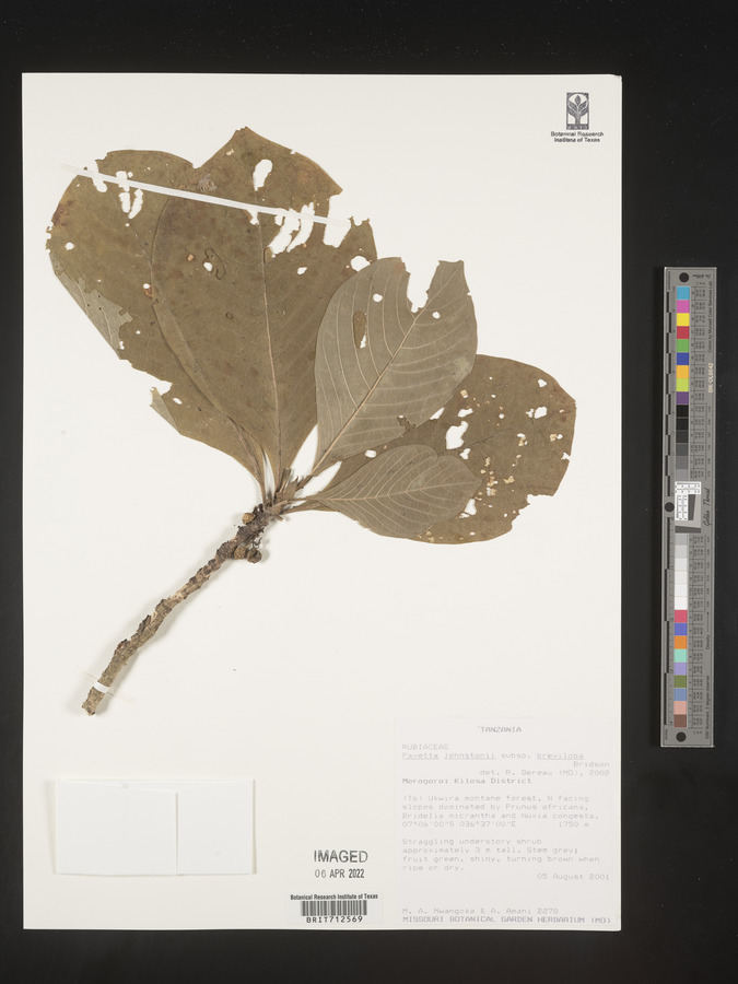 Pavetta johnstonii subsp. breviloba image