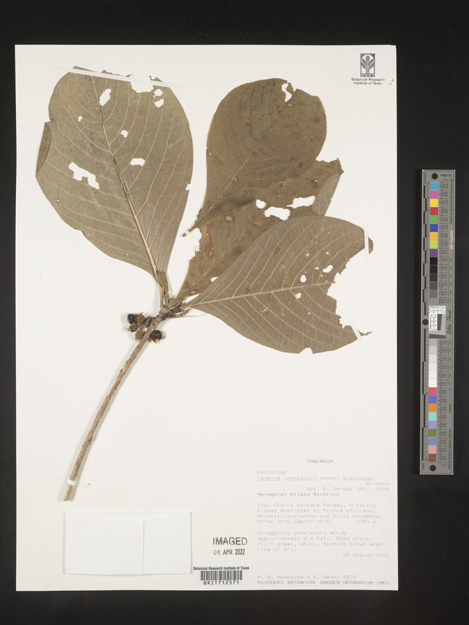 Pavetta johnstonii image