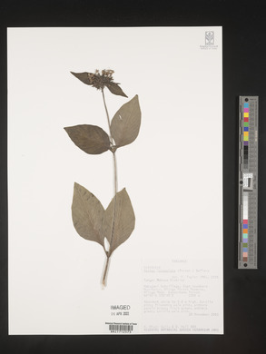 Pavetta lanceolata image
