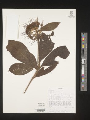 Pavetta lynesii image