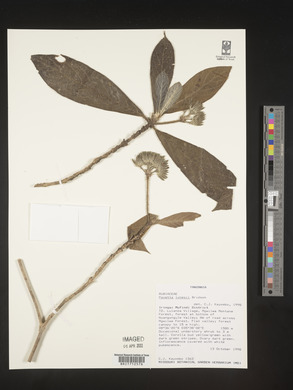 Pavetta lynesii image