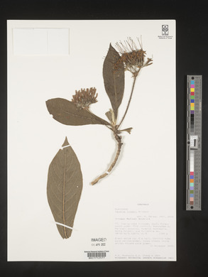 Pavetta lynesii image