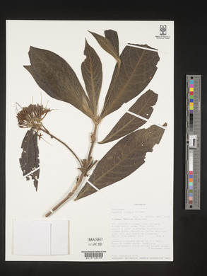 Pavetta lynesii image