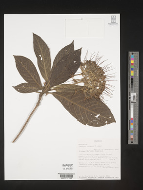 Pavetta lynesii image