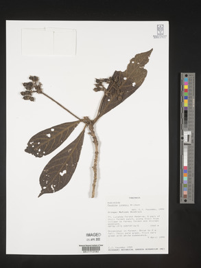 Pavetta lynesii image