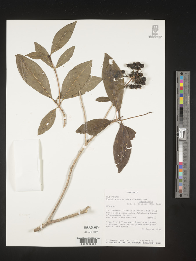 Pavetta abyssinica var. abyssinica image