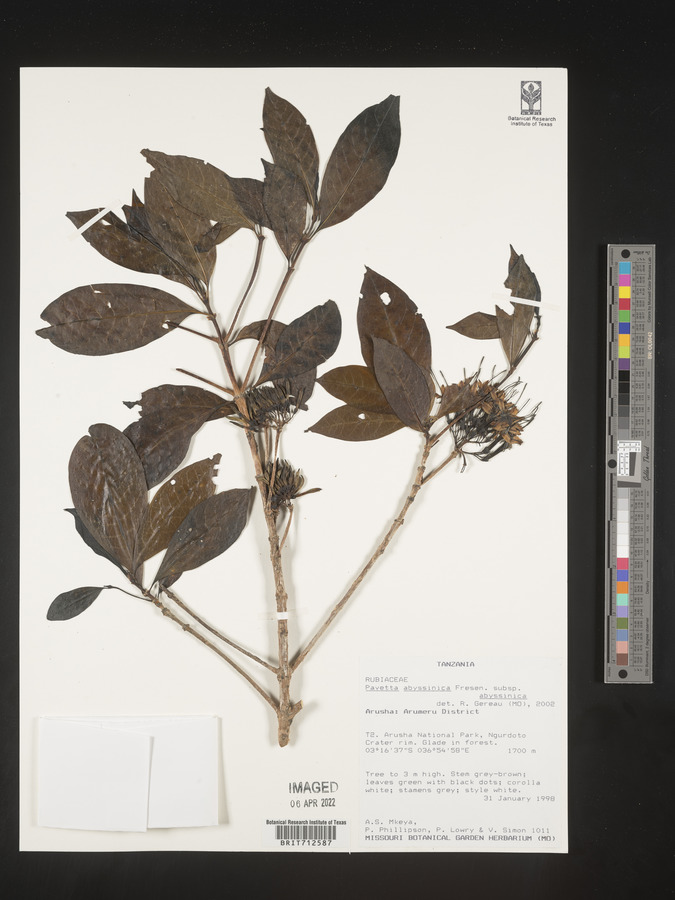Pavetta abyssinica var. abyssinica image