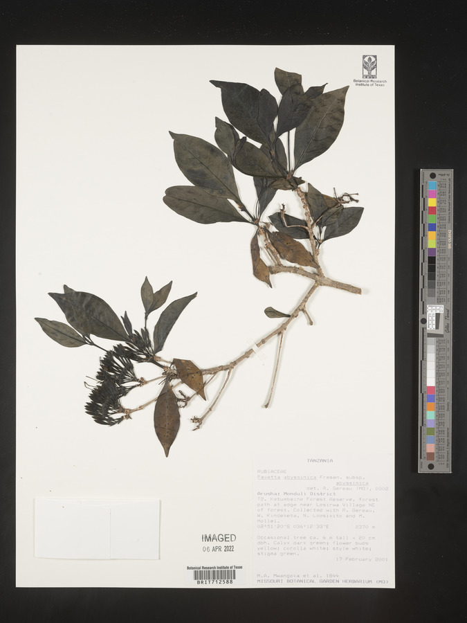 Pavetta abyssinica subsp. abyssinica image