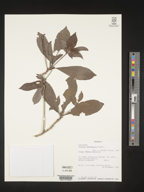 Media resource of Pavetta amaniensis
