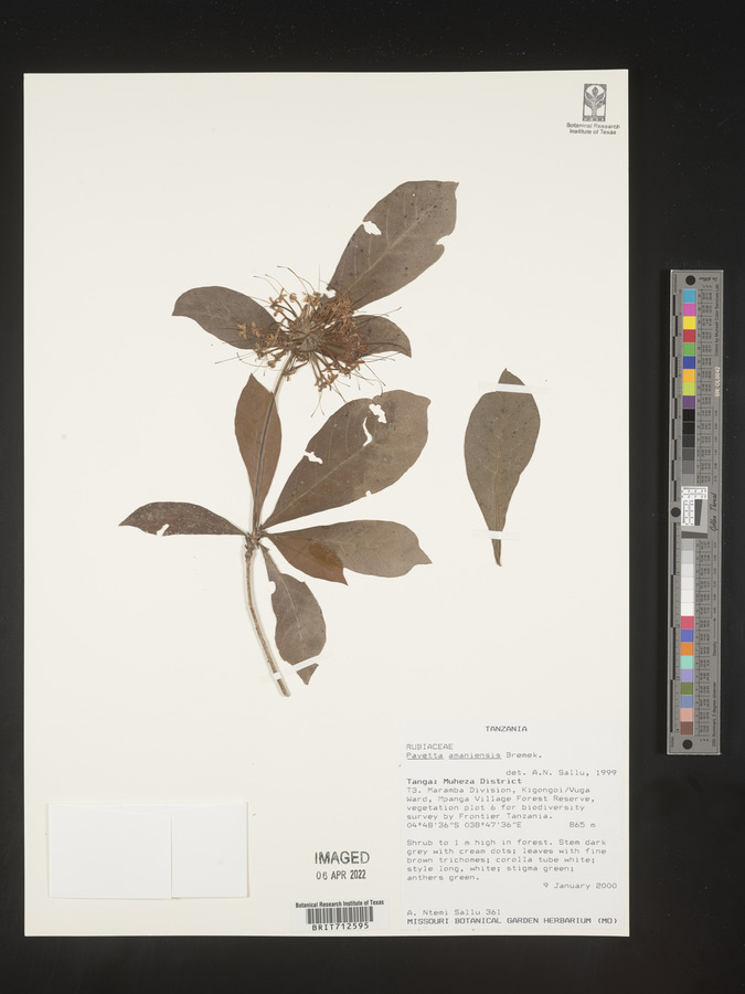 Pavetta amaniensis image
