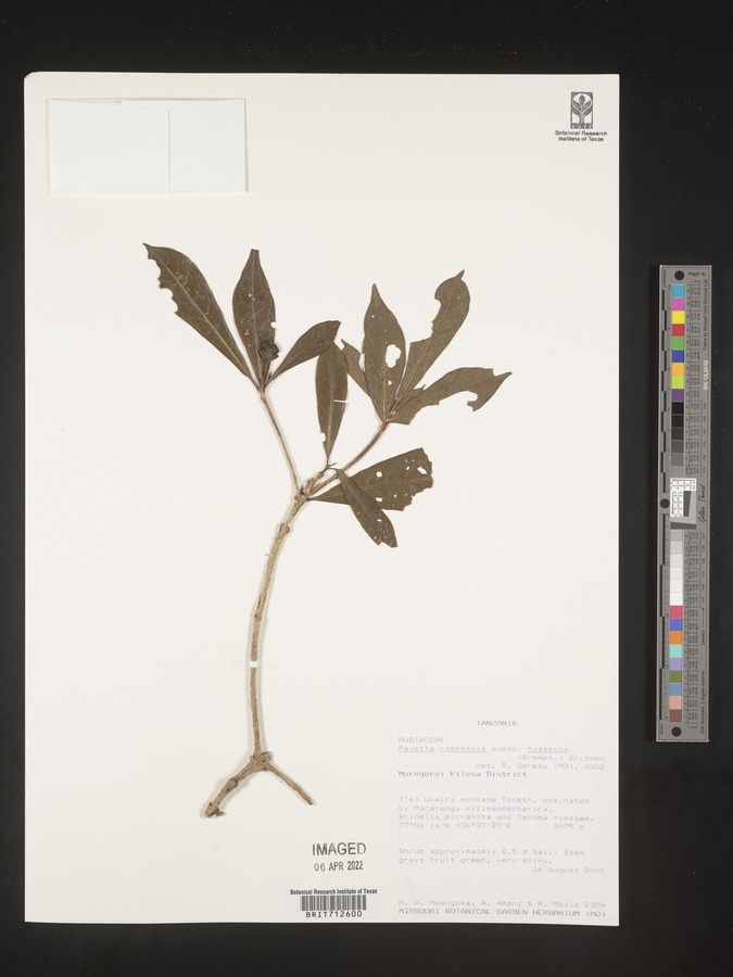 Pavetta comostyla subsp. nyassica image