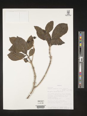 Image Associated With the Occurence